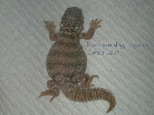 black uromastyx hatchling