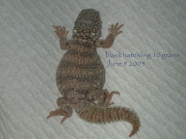 black uromastyx hatchling