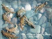 black uromastyx hatchlings