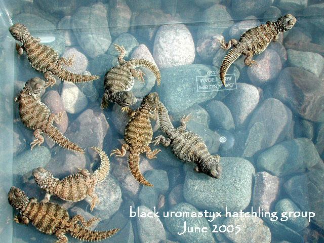 black uromastyx hatchlings
