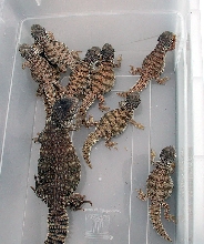 melanistic U flavifasciata aka integrade aka ebony