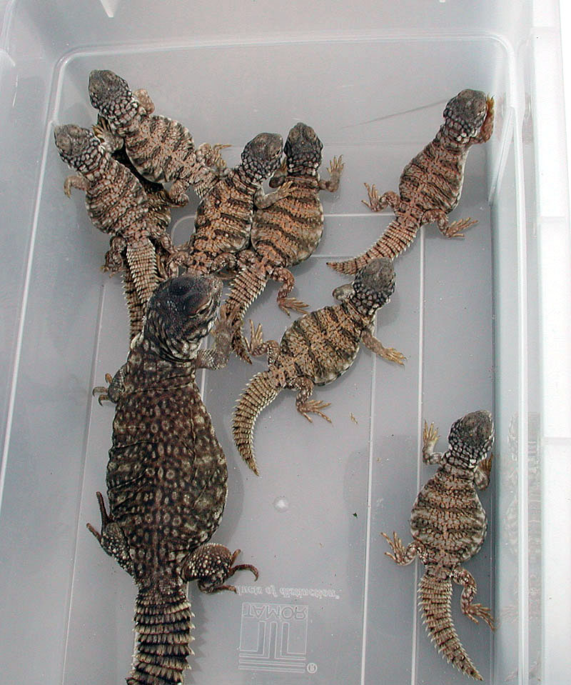 melanistic U flavifasciata aka integrade aka ebony