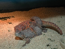 U geryi breeding