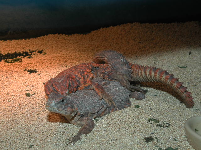 U geryi breeding