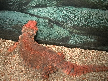 red female geryi
