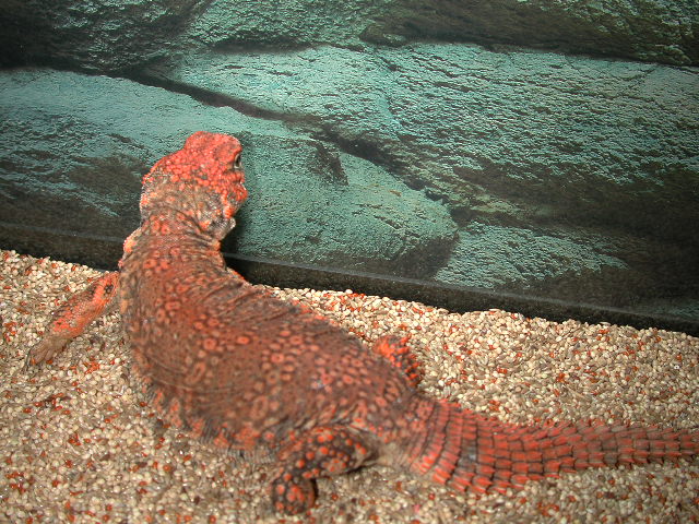 red female geryi