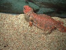 red female geryi