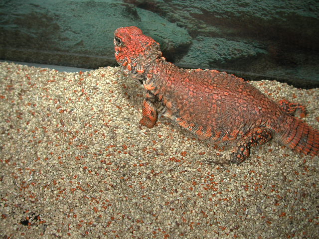 red female geryi