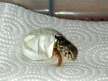 geryi hatching