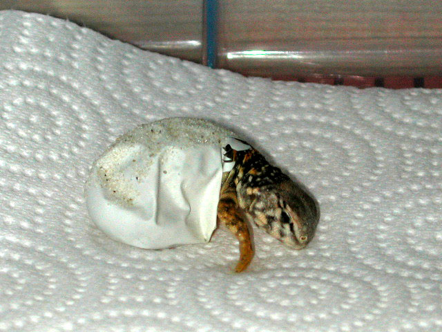 geryi hatching