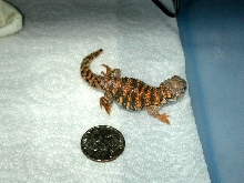 red geryi