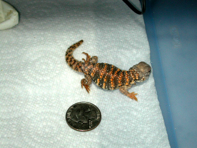 red geryi