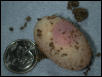 fertile geryi egg