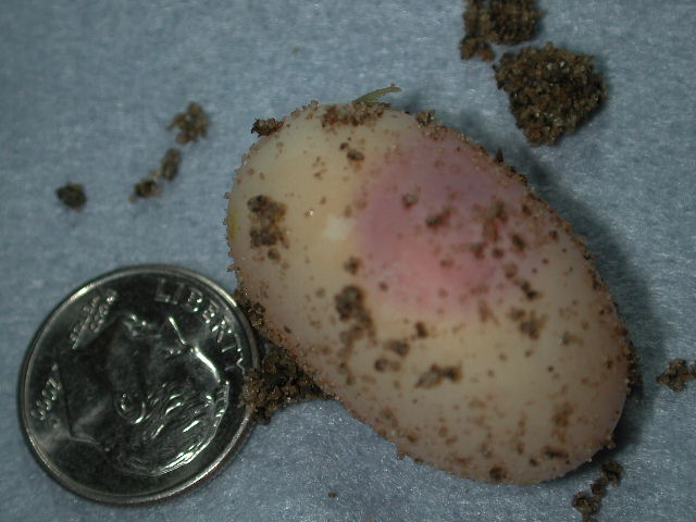 fertile geryi egg