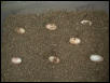 geryi eggs