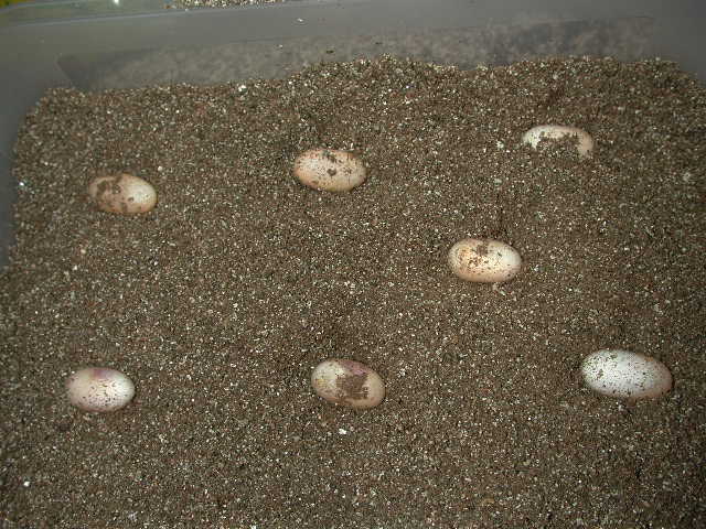 geryi eggs