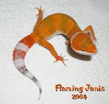 Flaming Janis