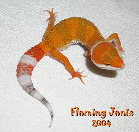 Flaming Janis