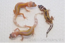 Reverse stripe albinos - temp. comparison