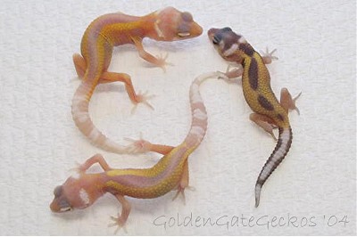Reverse stripe albinos - temp. comparison
