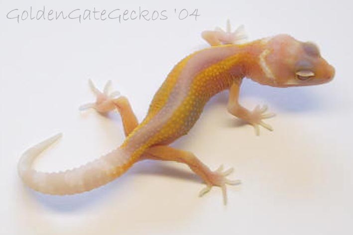 Reverse Stripe Albino-1