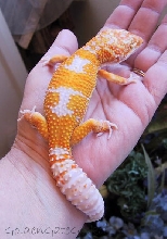 Tang. Hybino male - 4
