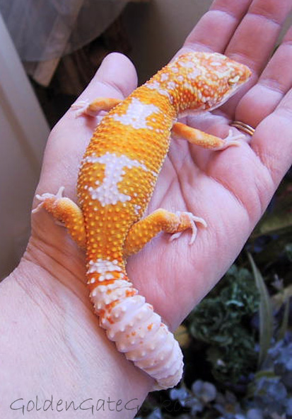 Tang. Hybino male - 4