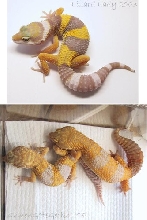 tremper albino comparison