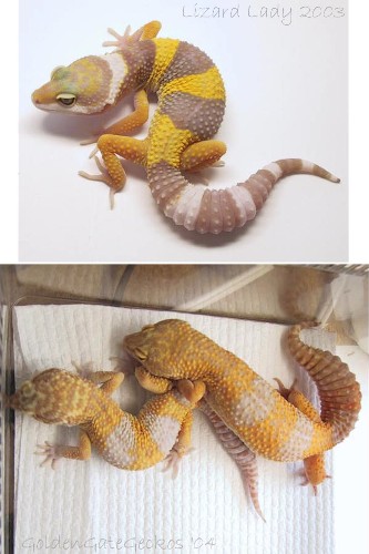 tremper albino comparison