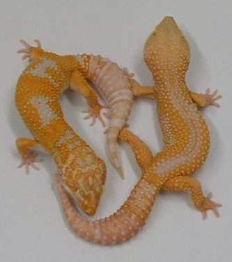 Tremper Hybinos