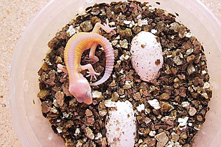 Reverse Stripe Albino Hatchling