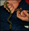 Kaa