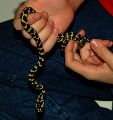 Kaa