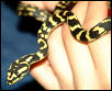 Kaa