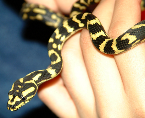 Kaa