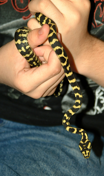 Kaa!