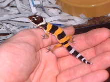 Hypo Tangerine