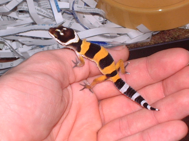 Hypo Tangerine