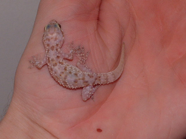 Wild Caught