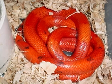 hypo