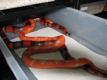 breeding