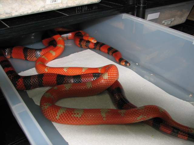 breeding
