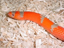 Extreme Hybino ?