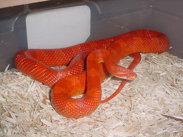 amel bloodred