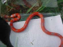 just shed