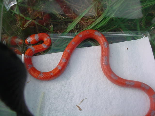 just shed