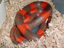 hypo