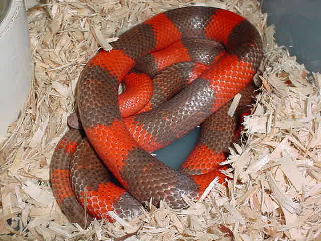 hypo