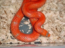 hypo