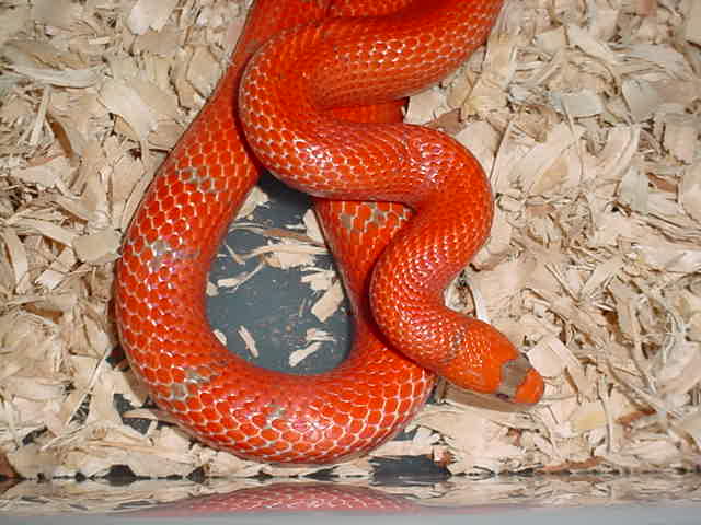 hypo
